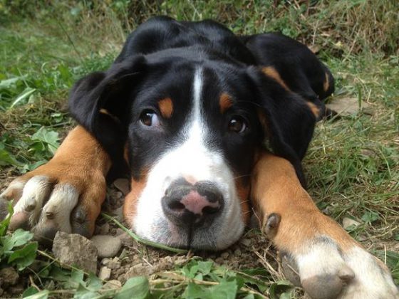 Großer Schweizer Sennenhund, Foto: Lena