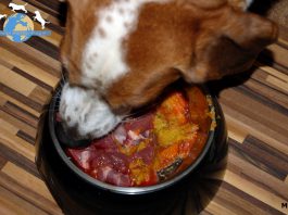 Hund beim Fressen seiner BARF-Mahlzeit