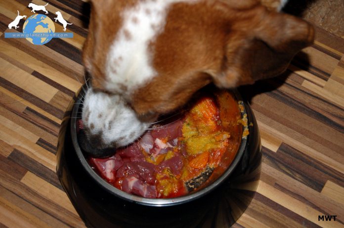 Hund beim Fressen seiner BARF-Mahlzeit