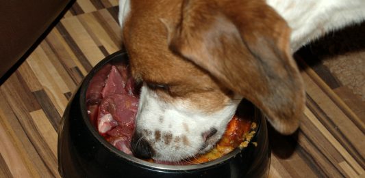 Hund Hundemagazin Hunde Ratgeber für Hundehalter