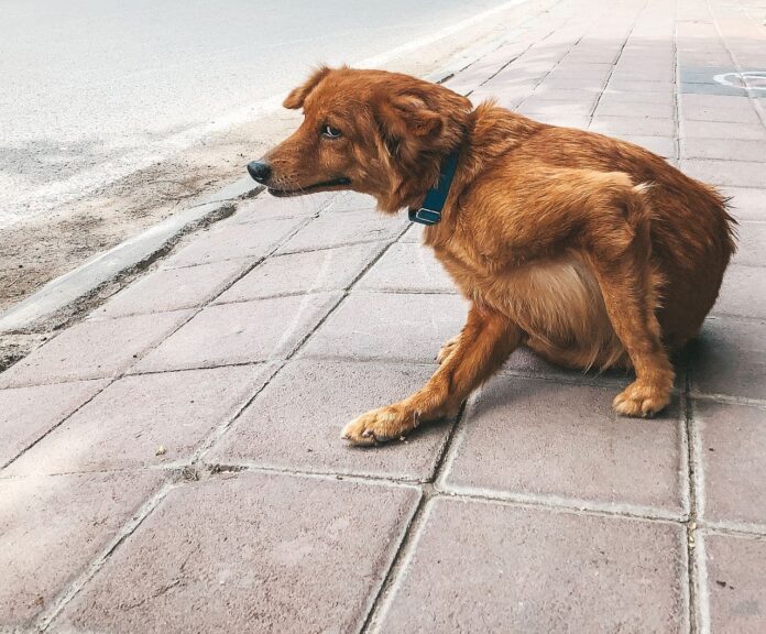 Hund kratzt sich