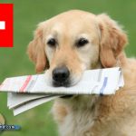 hundenews schweiz