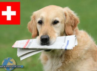 hundenews schweiz