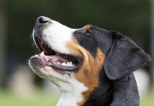 sennenhund