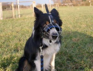 Border Collie Hund mit Maulkorb