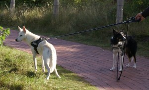 Hund zieht an der Leine