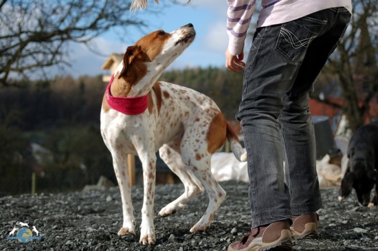 Mensch nähert sich Hund