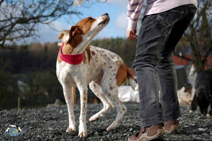 annaeherung fremder hund, Foto: Melanie