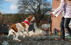 annaeherung fremder hund1