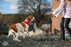 Annäherung fremder Hund