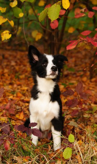 Hund im Herbst