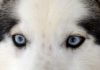 snowdogs