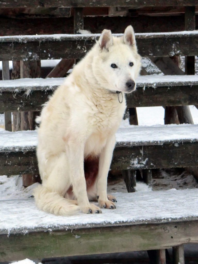 Husky in Finnland