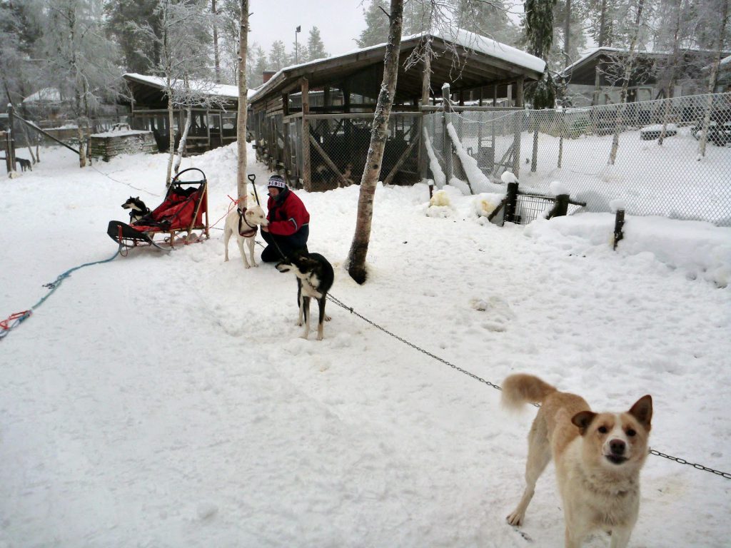 Husky Hundeschlitten