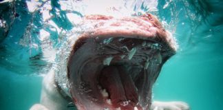 underwater-dogs-coraline-oldeenglishbulldogge