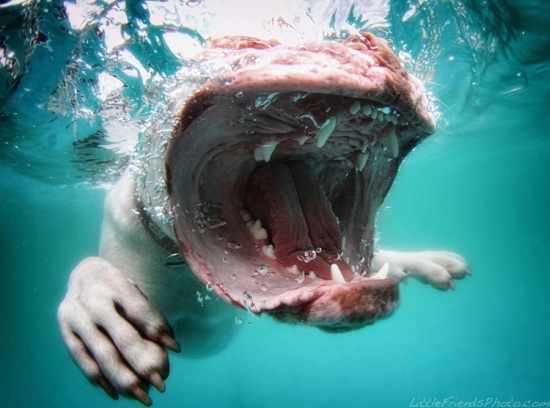 Underwater Dogs: Old English Bulldogge