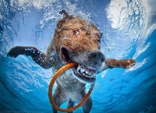 Underwater Dogs Chesapeake Bay Retriever Dagmar