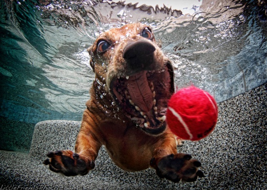 Underwater Dogs: Dachshund Foster