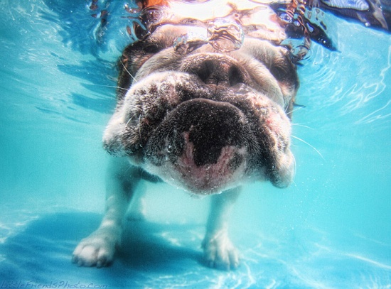 Underwater Dogs: English Bulldog Herbie