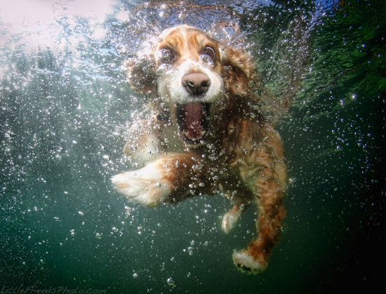 Underwater Dogs Cockerspaniel Oshi