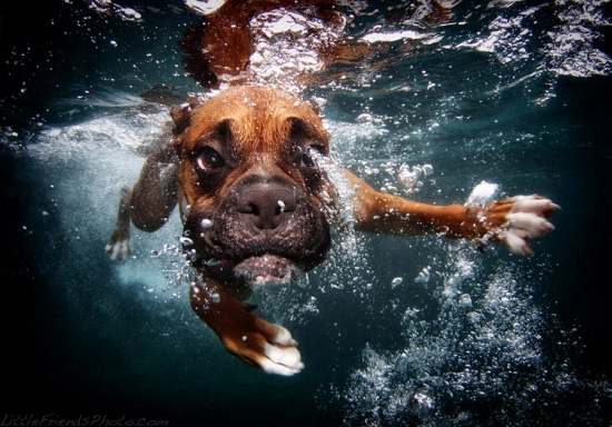 Underwater Dogs Boxer Rex