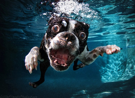 Underwater Dogs Boston Terrier Rocco