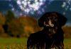 Silvester Hund Tipps