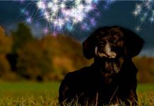 Silvester Hund Tipps