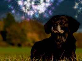 Silvester Hund Tipps