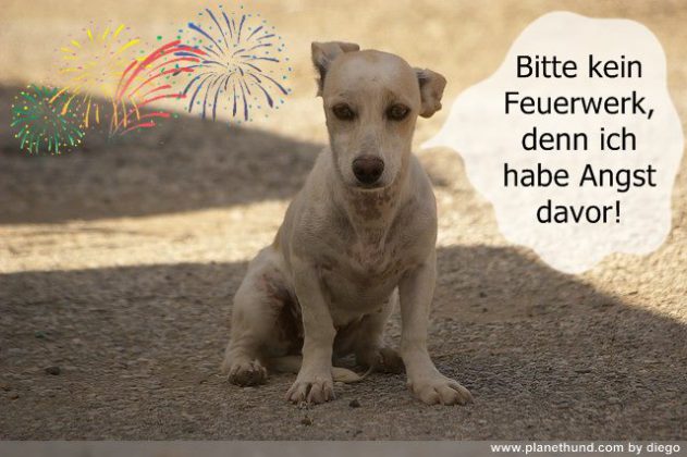 Dein Hund hat Angst zu Silvester? Die besten Tipps!