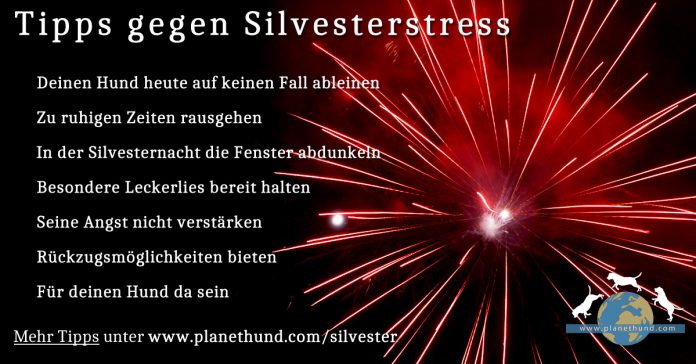 Silvestertipps für Hundehalter