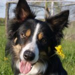 Border Collie Blume