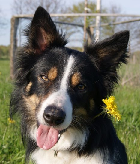 Border Collie Blume