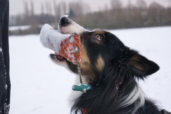 Border Collie Dummy