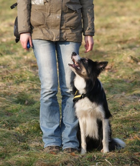 Border Collie Fuß Klicker