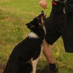 Border Collie Leckerchen