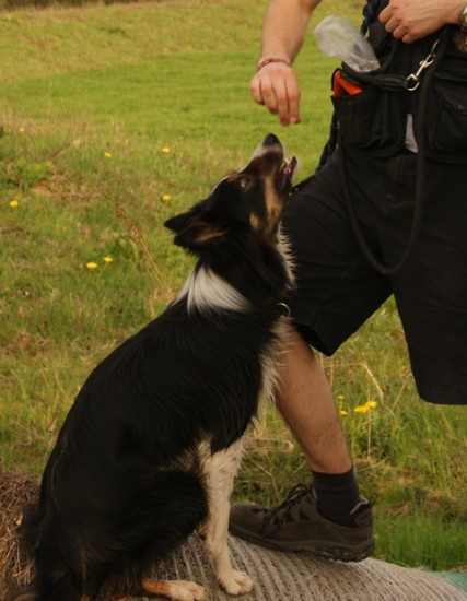 Border Collie Leckerchen