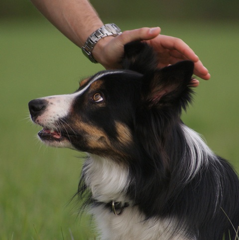 Border Collie wird gelobt