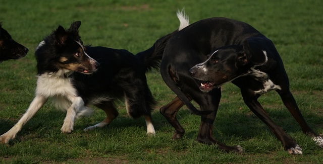 Border Collie Mix spielen