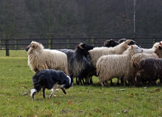 Border Collie hütet Schafe