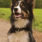 Border Collie tricolour