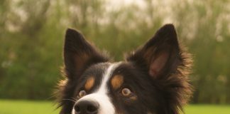 Border Collie tricolour