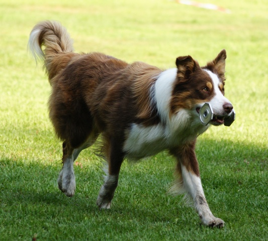 Border Collie apportiert Metall