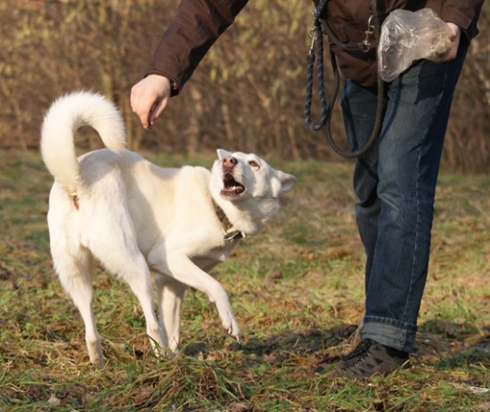 Schäferhund-Husky-Mix dreht sich