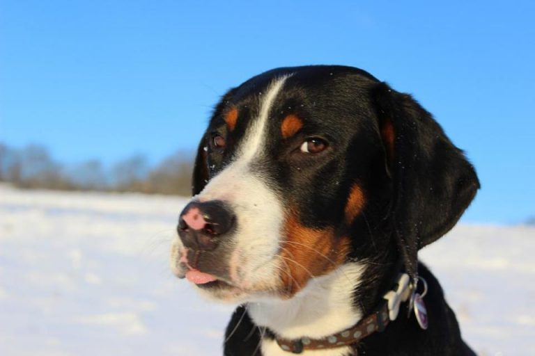 Die AllesfresserTerrorhunde Hund