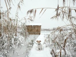 Gewässer können auch für Hunde im Winter gefährlich werden Gefrorener See Hund