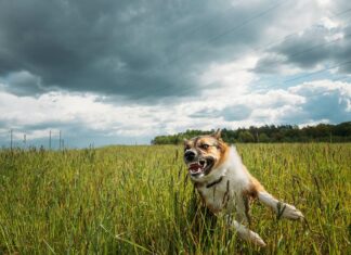 Gründe für Aggressionen von Hunden auf Menschen