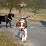 Hunde begegnen sich beim Spaziergang