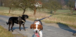 Hunde begegnen sich beim Spaziergang