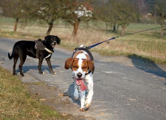 Leinenpöbler und Leinenhexen: Trainingsmethoden und Lösungen Hunde begegnen sich beim Spaziergang